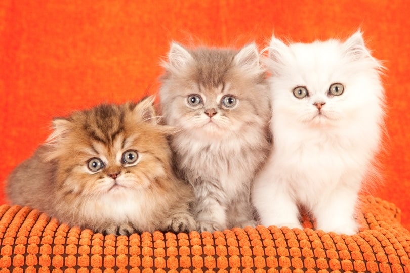 persian kittens in orange background_Linn Currie, Shutterstock