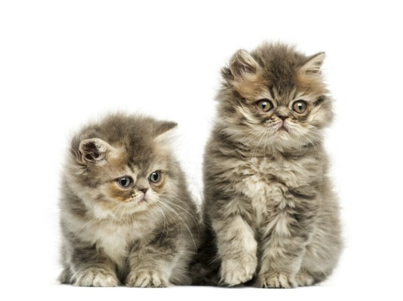 persian kittens in white background