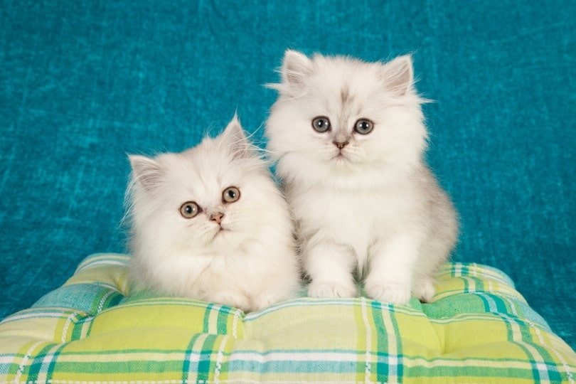 persian kittens sitting