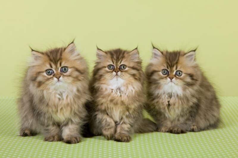 Persian Kittens for Sale in Australia: 2024 Breeders List - Catster