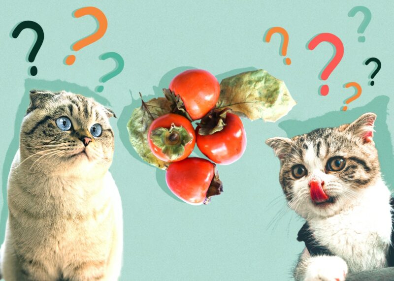 Can Cats Eat Persimmons