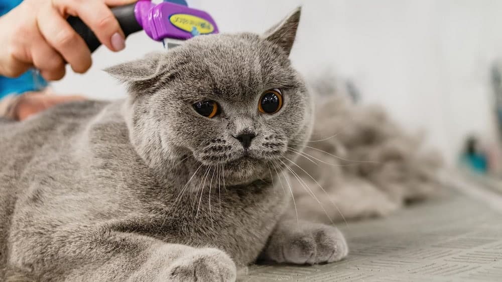 person brushing a gray cat
