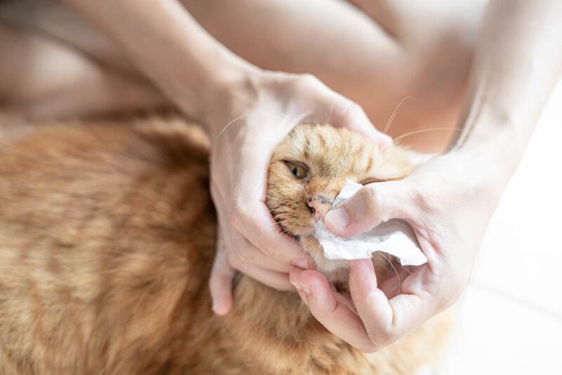 person cleaning cat's nose
