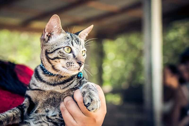 person holding a gray cat with collar