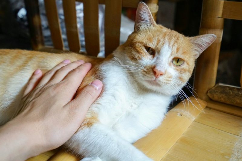 person petting a cat