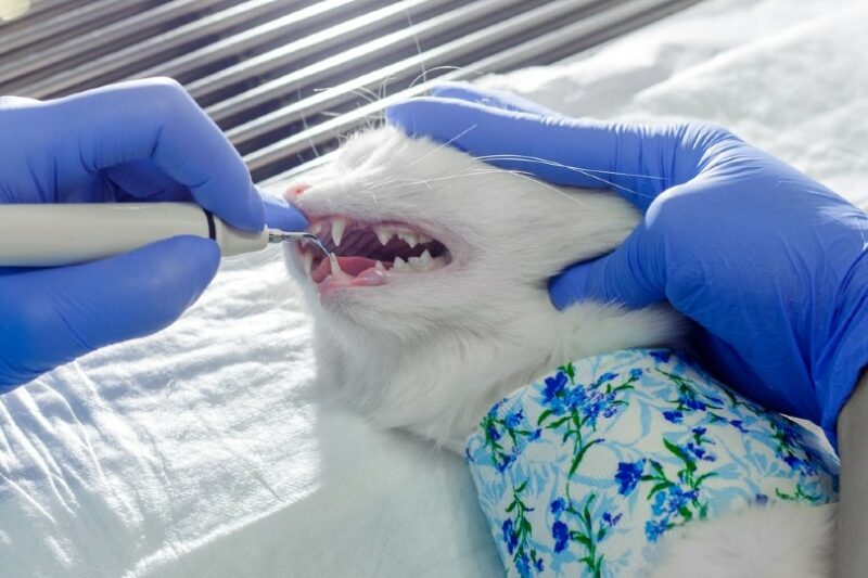 pet dentist cleans cat teeth in a vet clinic