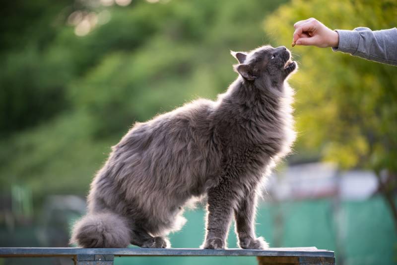 pet owner feeding blue maine coon cat with treats outdoors in garden