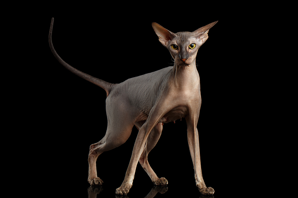 Peterbald Cat on black background