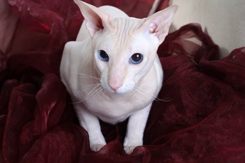 peterbald cat on the sofa