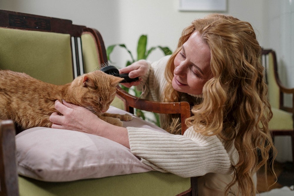 woman brushing an orange cat