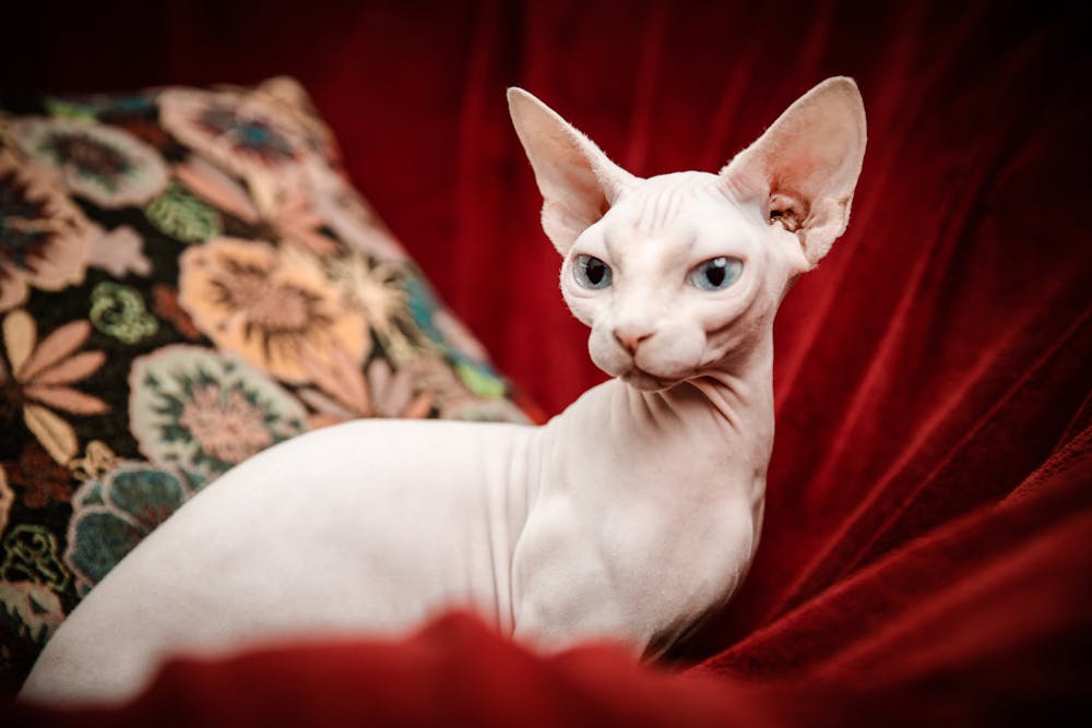 Portrait of Sphynx Cat