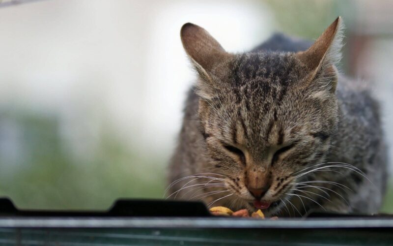 cat eating food