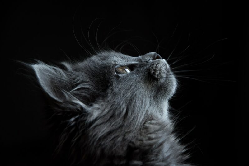 gray cat looking up