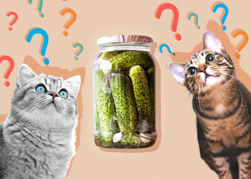 Can Cats Eat pickles