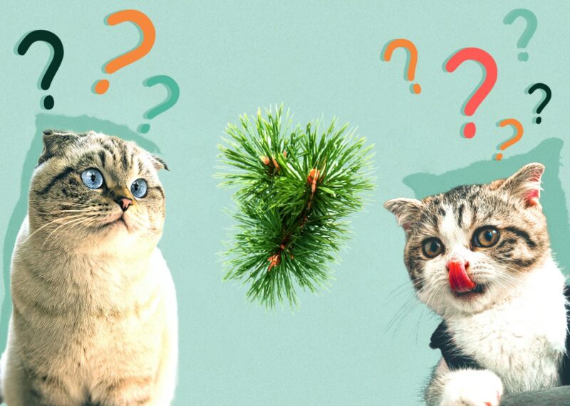 Can Cats Eat Pine Needles