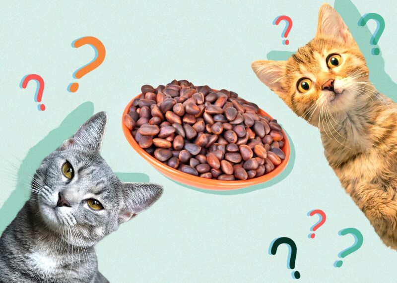 Can Cats Eat pine-nuts