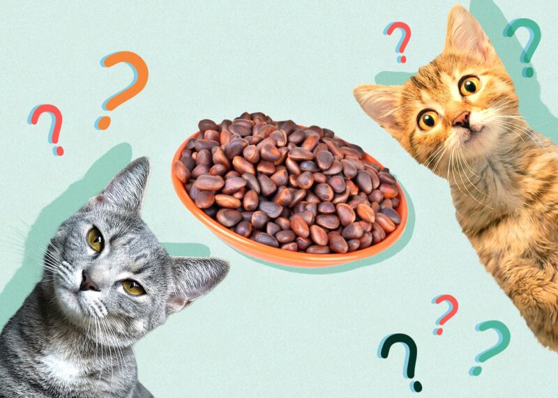 Are pine nuts clearance bad for dogs