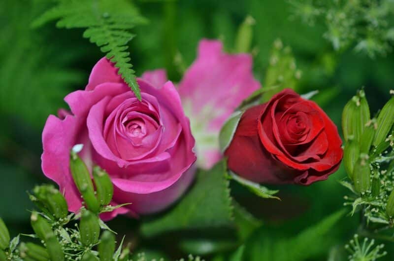pink and red roses