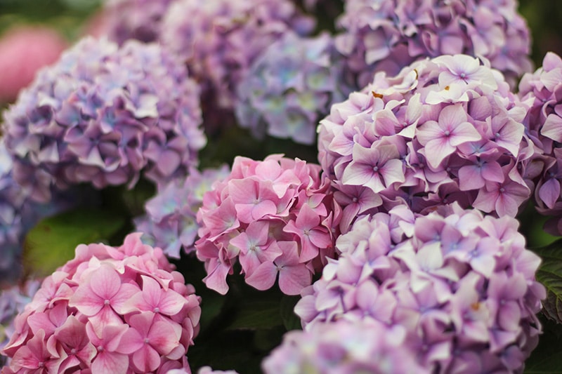 pink hydrangeas