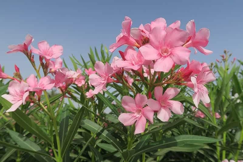 pink oleanders in the field