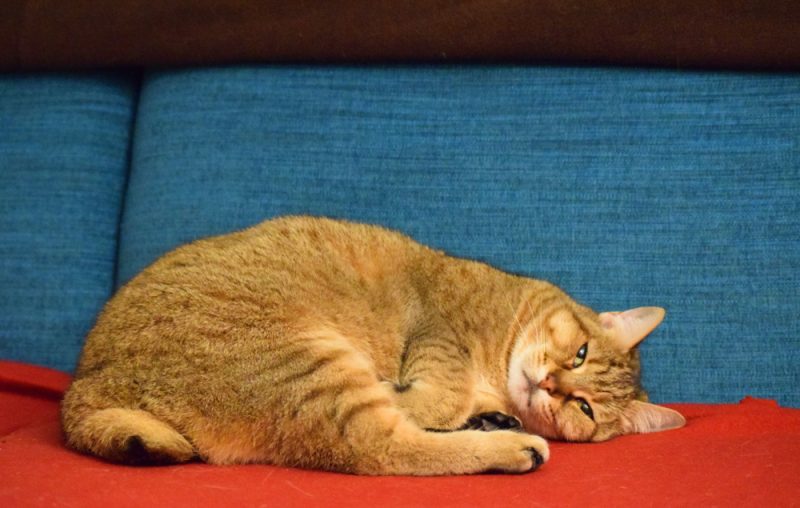 Pixie-Bob Cat Breed: Info, Pictures, Temperament & Traits - Catster
