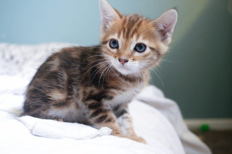 pixie-bob-kitten