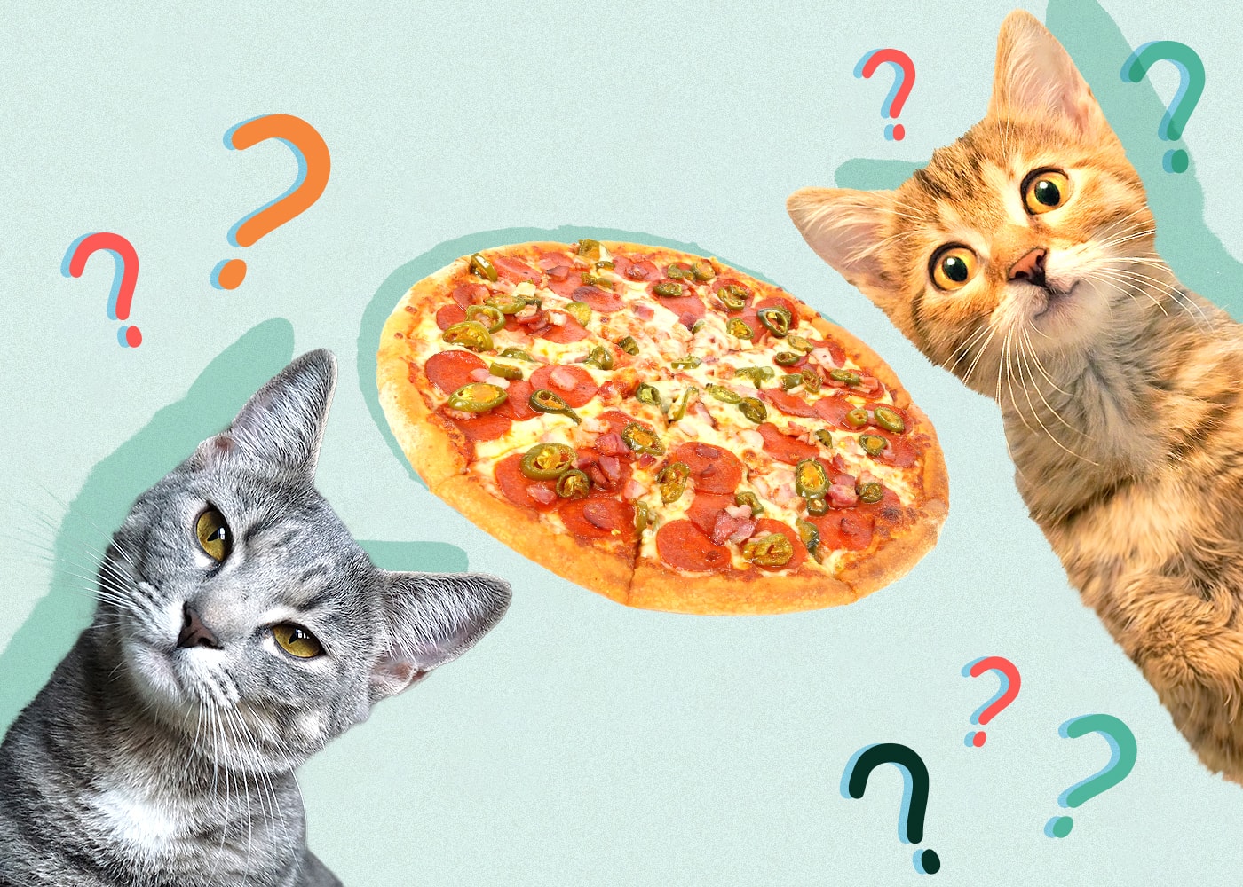 Can Cats Eat Pizza