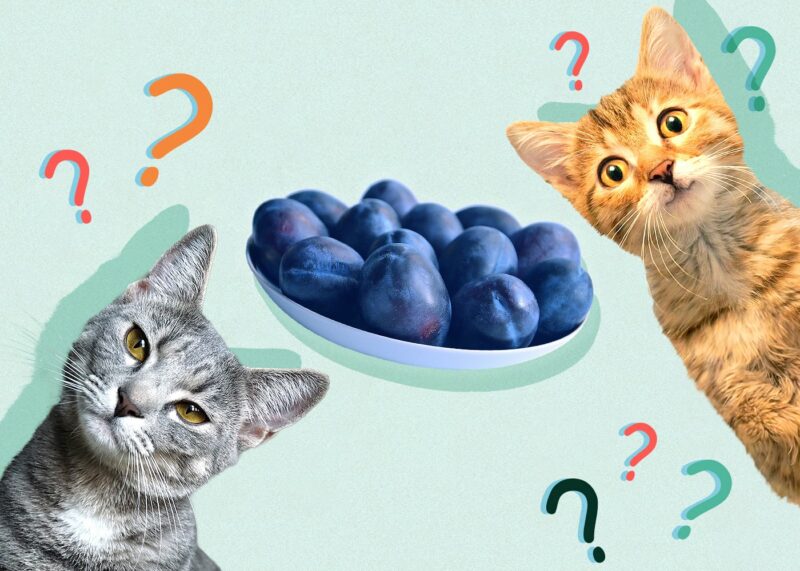 Can Cats Eat plums