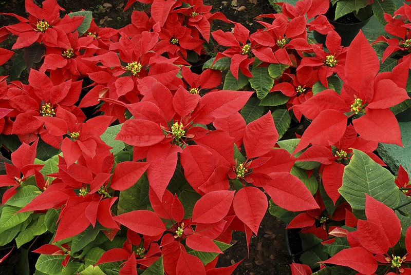 poinsettia at a flower shop