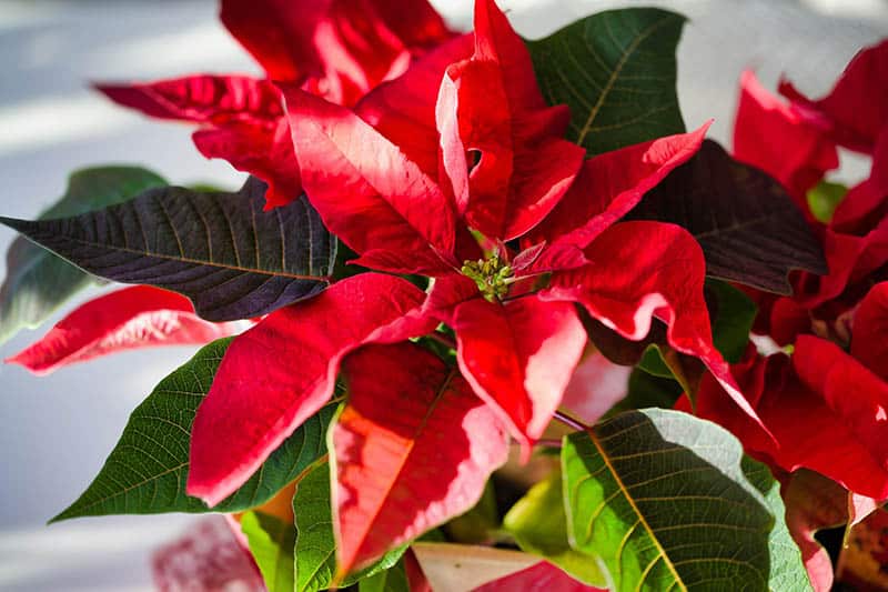 poinsettia plant getting some sunlight