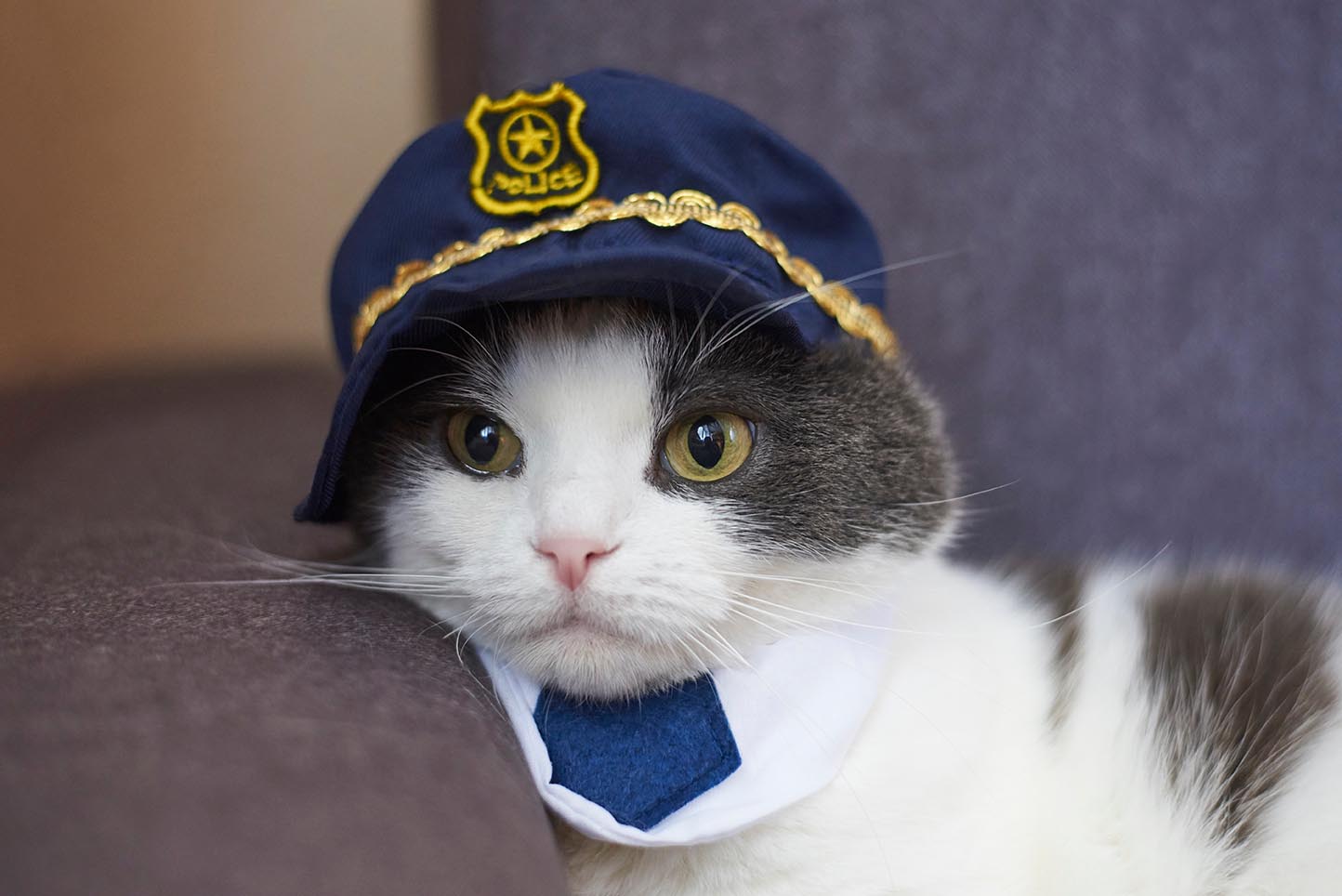 police cat