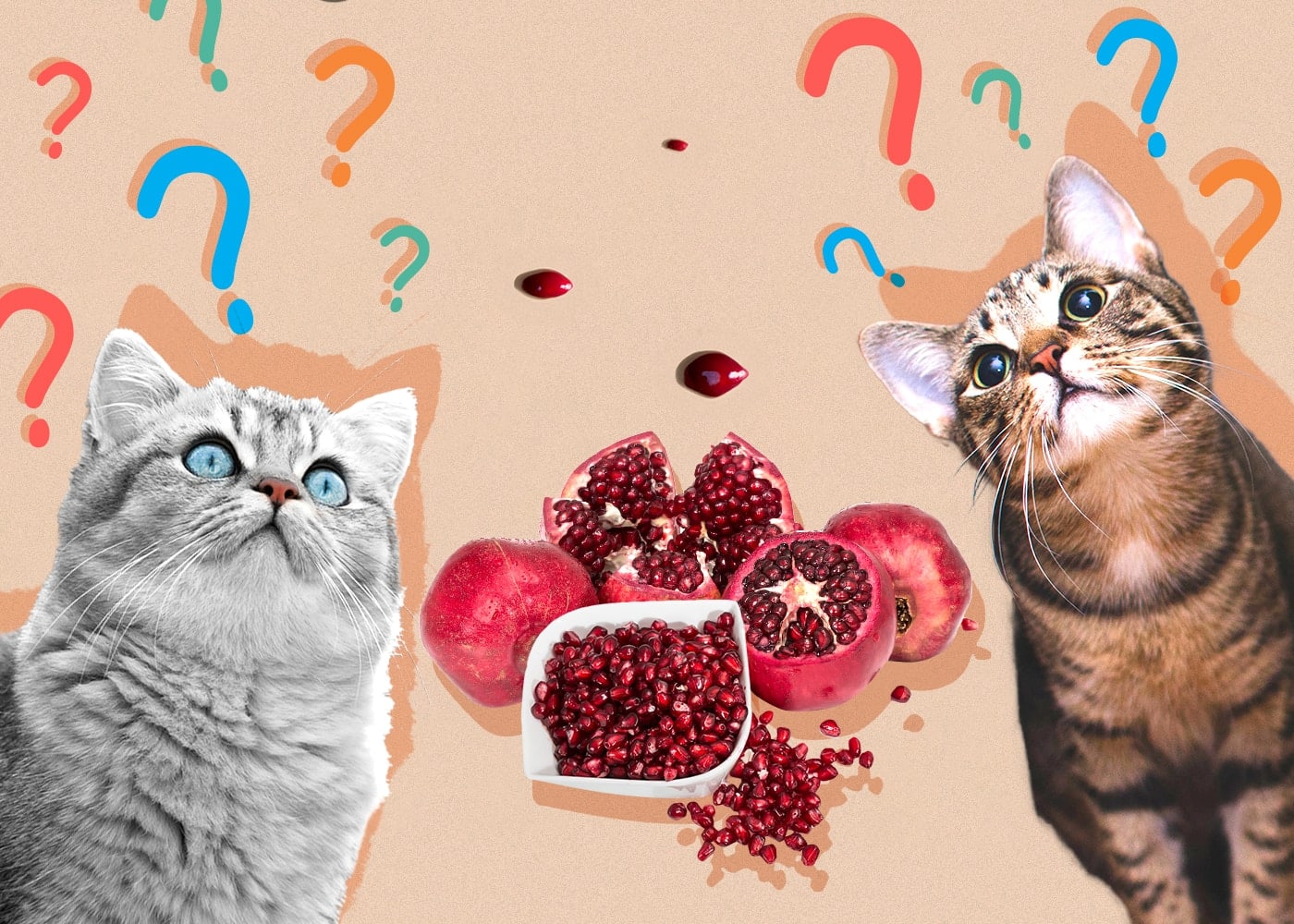 Can Cats Eat Pomegranate