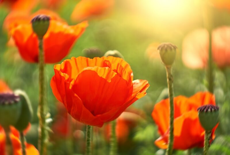 poppies flowers