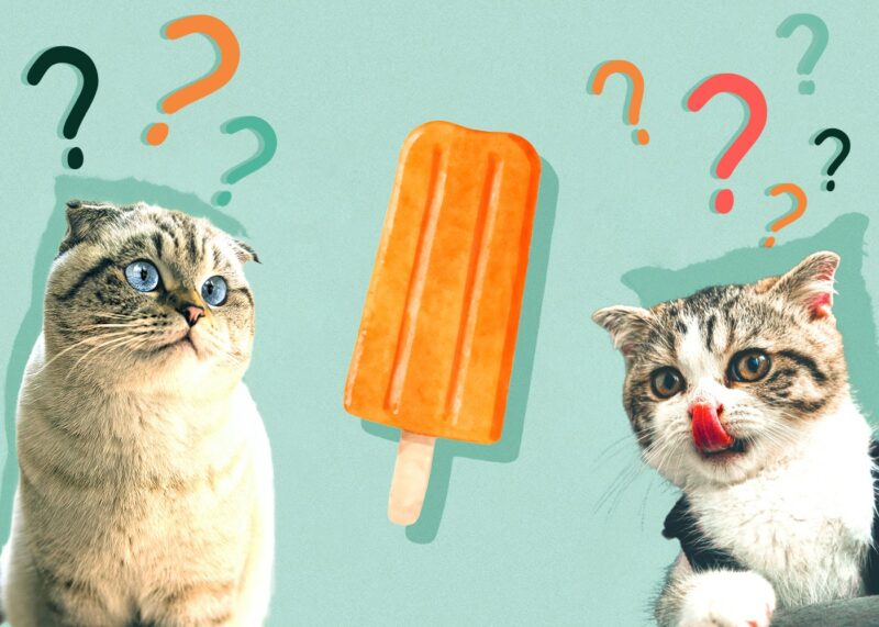 Can Cats Eat Popsicles
