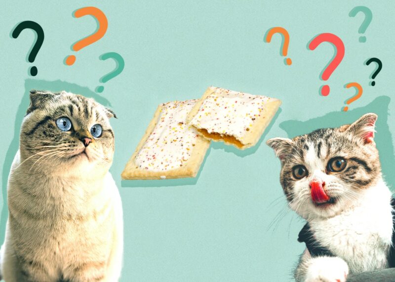 Can Cats Eat PopTarts