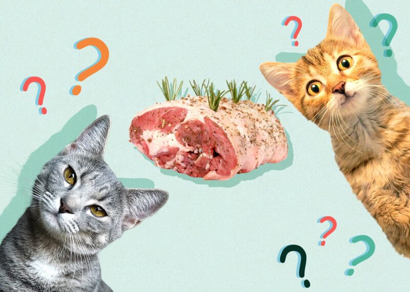 Can Cats Eat Pork