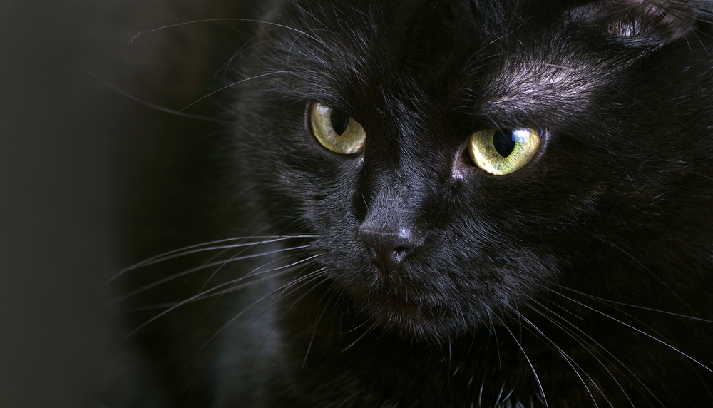 portrait of a black cat close up