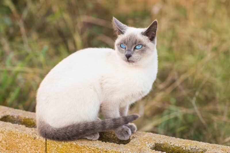 portrait of a blue point siamese cat
