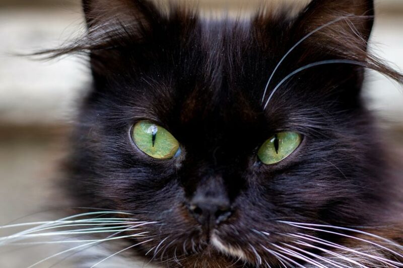 portrait of black cat with beautiful green eyes
