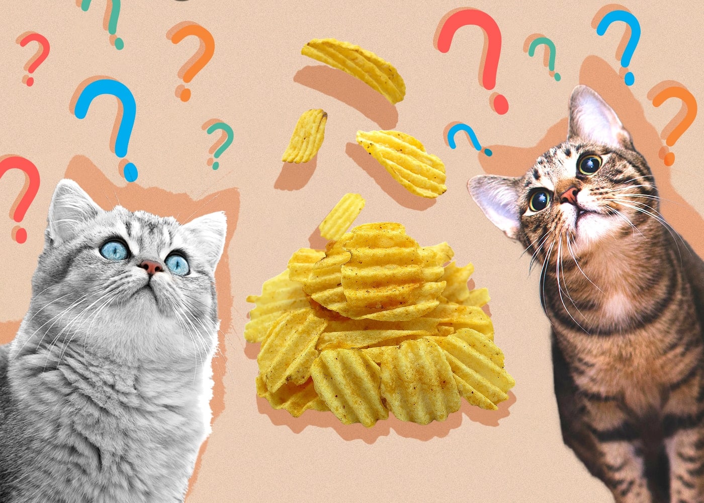 Can Cats Eat potato-chips