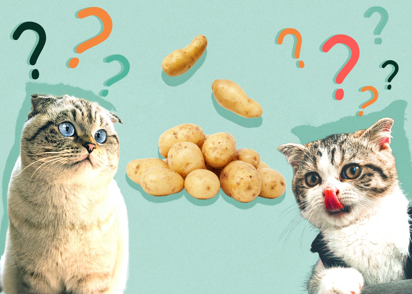 Can Cats Eat potatoes