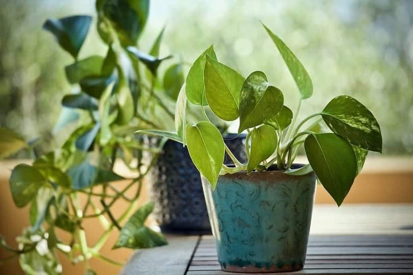Are Pothos Toxic to Cats? VetVerified Facts & Information Catster