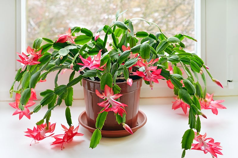 potted Christmas cactus on the windowsill