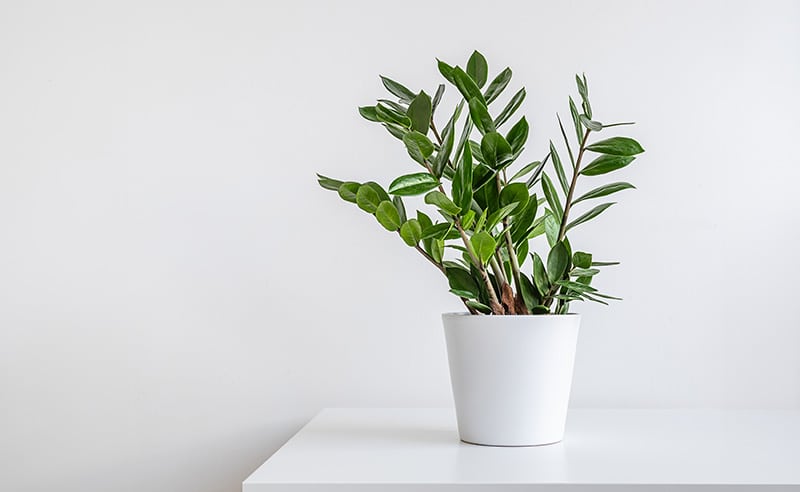 potted zz plant on the shelf