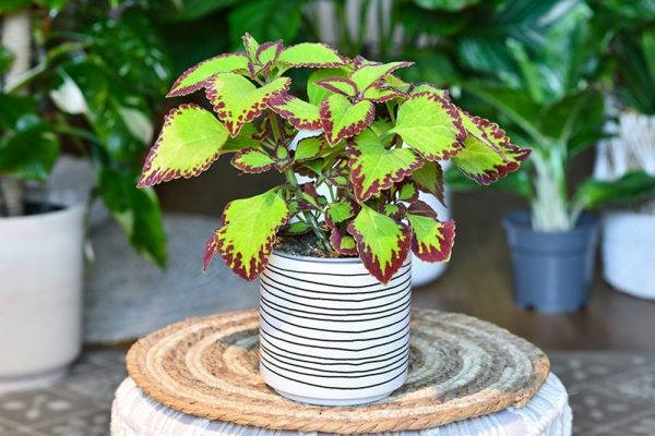 potted coleus blumei velvet plant