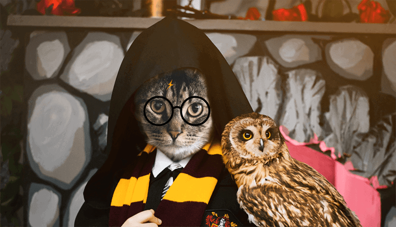 potter cat with owl