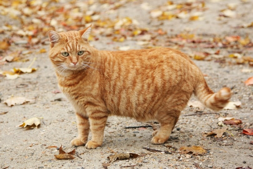 pregnanat ginger cat outdoor