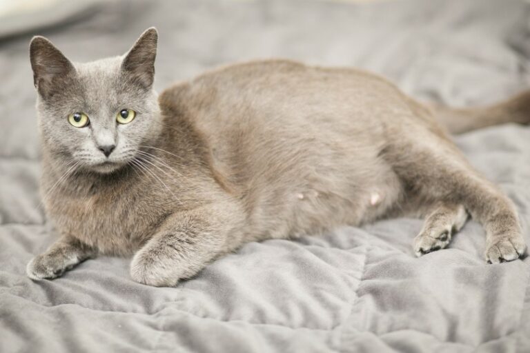 10 Best Foods for Pregnant Cats in 2024 Reviews & Top Picks Catster