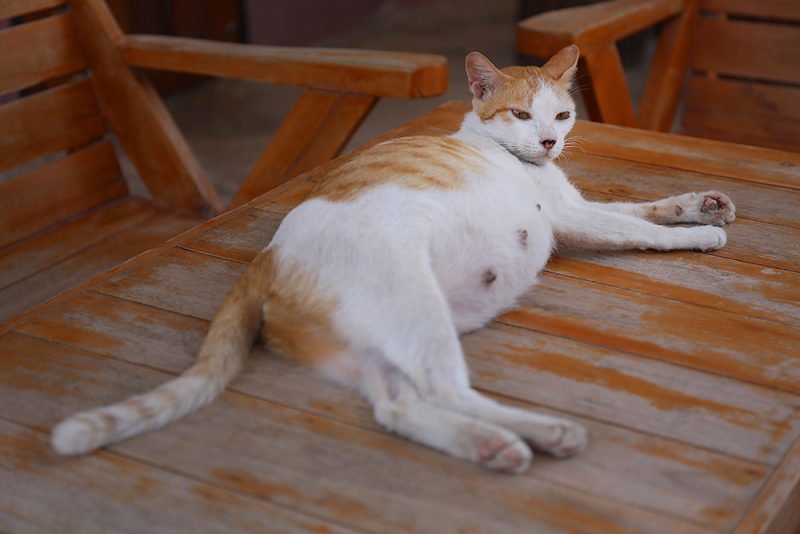 pregnant cat lying on the table