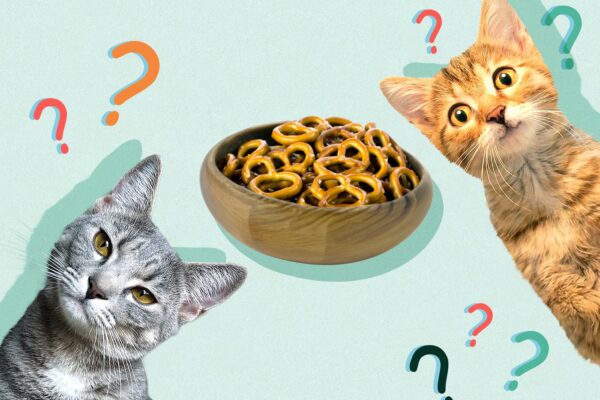 Can Cats Eat pretzels